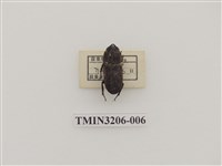 藏品(鏽鍬形蟲)的圖片